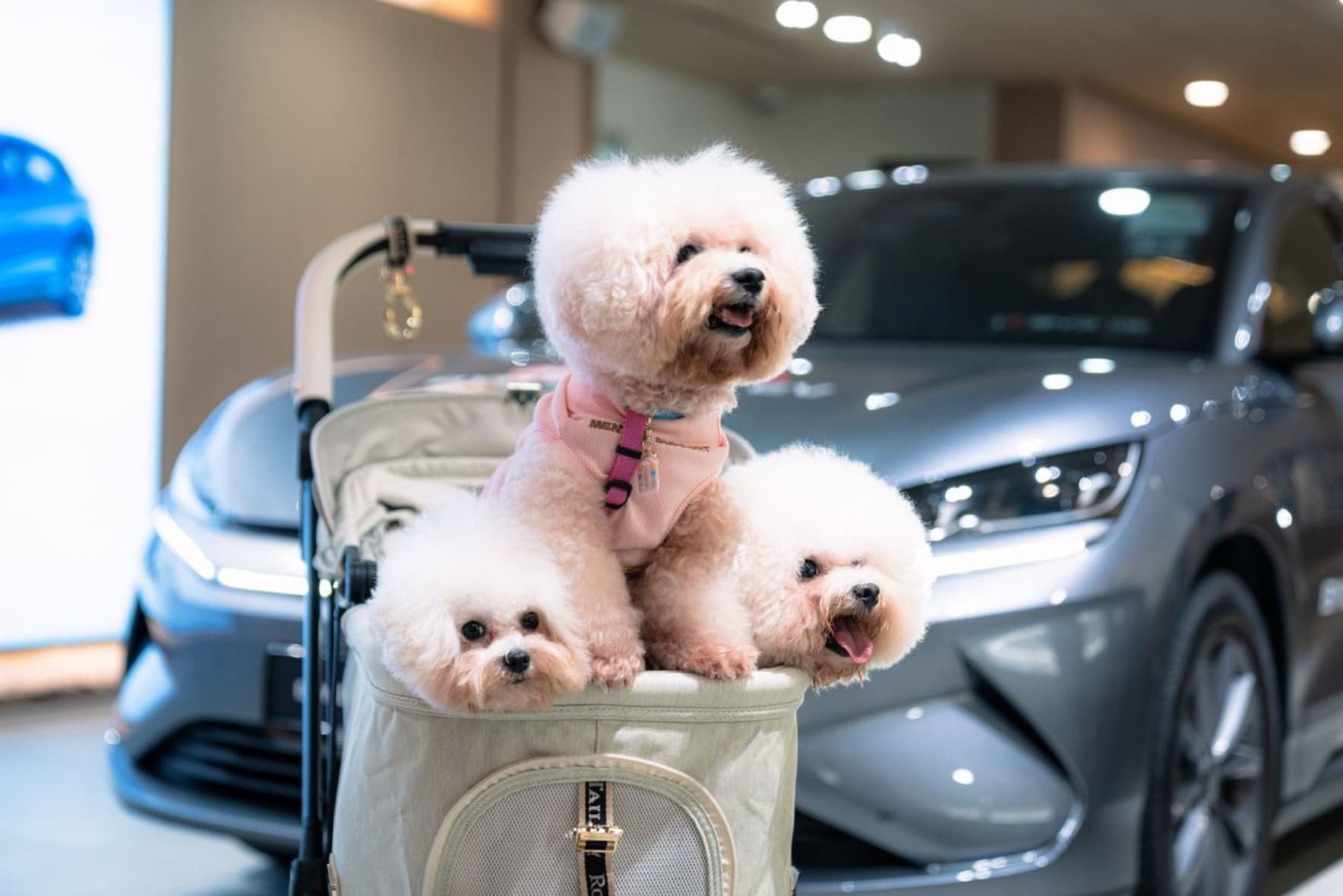 Pet-Friendly BYD by 1826 Outlet in Singapore